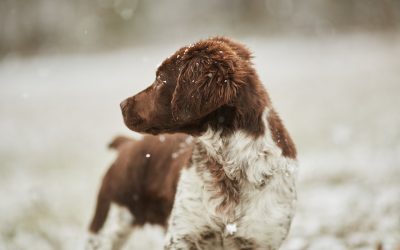 A kutyák ápolása – egy kutyakozmetikus tanácsai